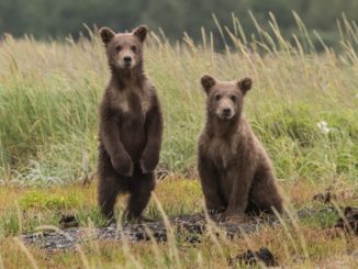 De jeunes ours dans la nature.