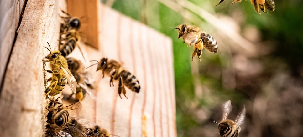 Des abeilles s'affairant dans une ruche.