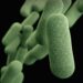Antibiorésistance : le staphylocoque doré cloué au pilori